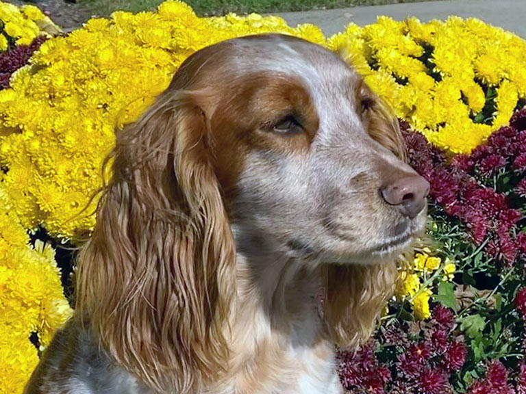 Dog