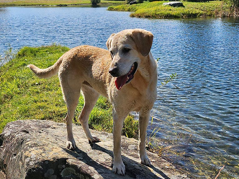 Dog