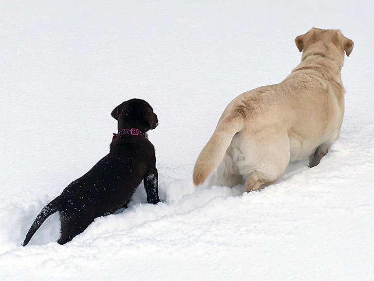 Dogs