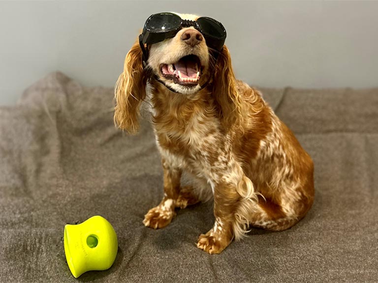 Dog