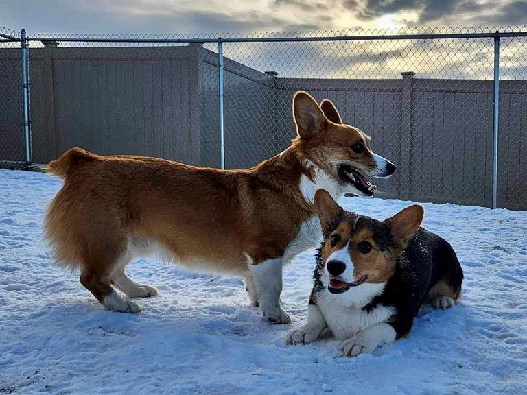Dogs