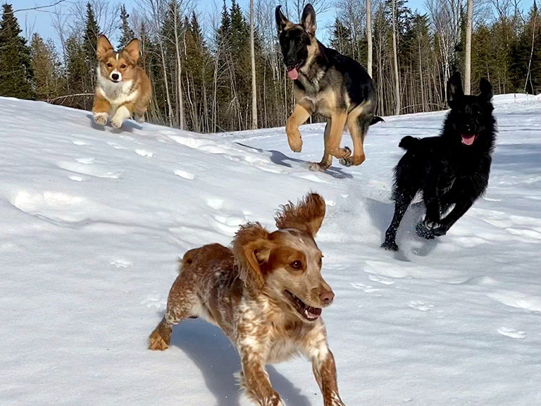 Dogs