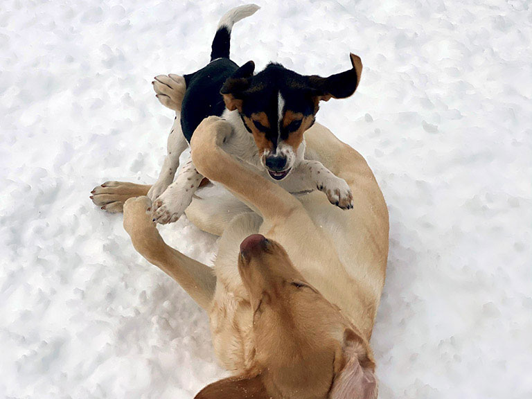 Dogs