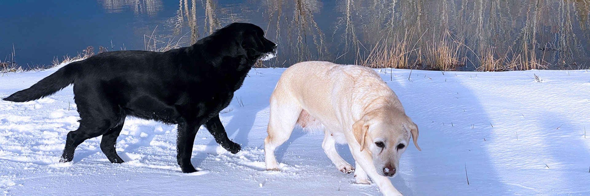 Dogs in Snow