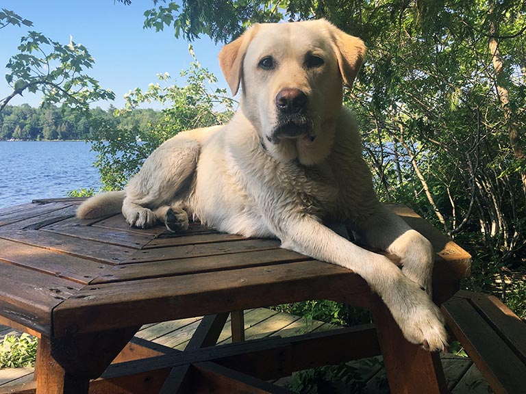 Dog