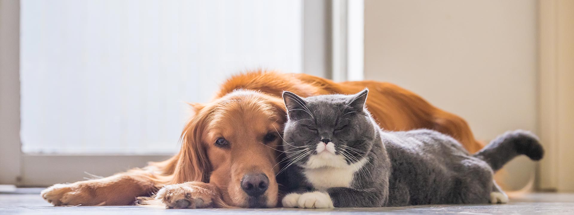 Dog & Cat